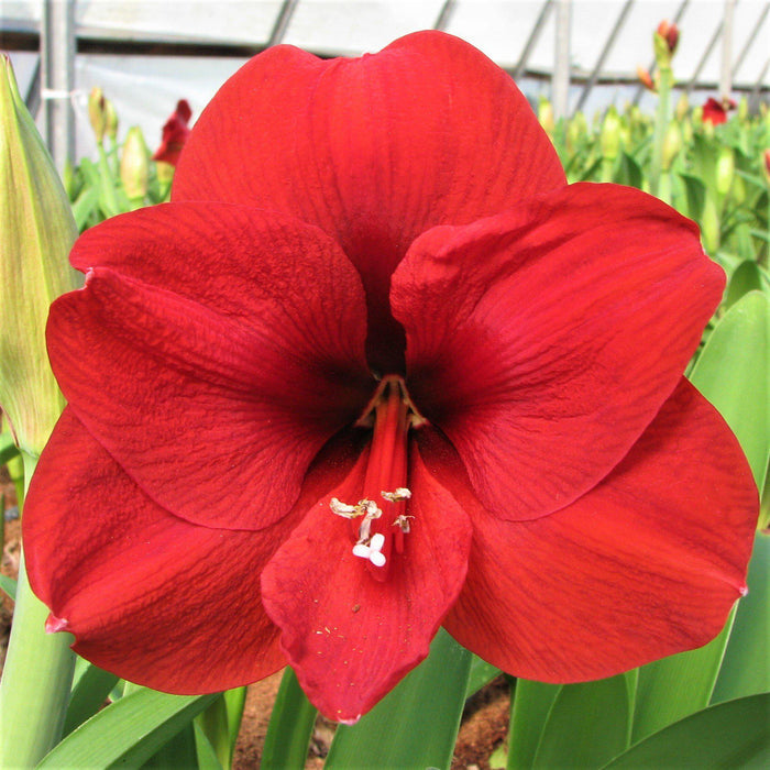 Bold Crimson Amaryllis
