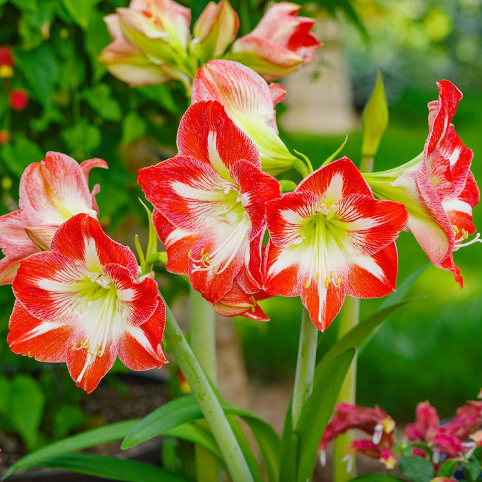 white red amaryllis minerva blooms