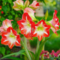 white red amaryllis minerva blooms