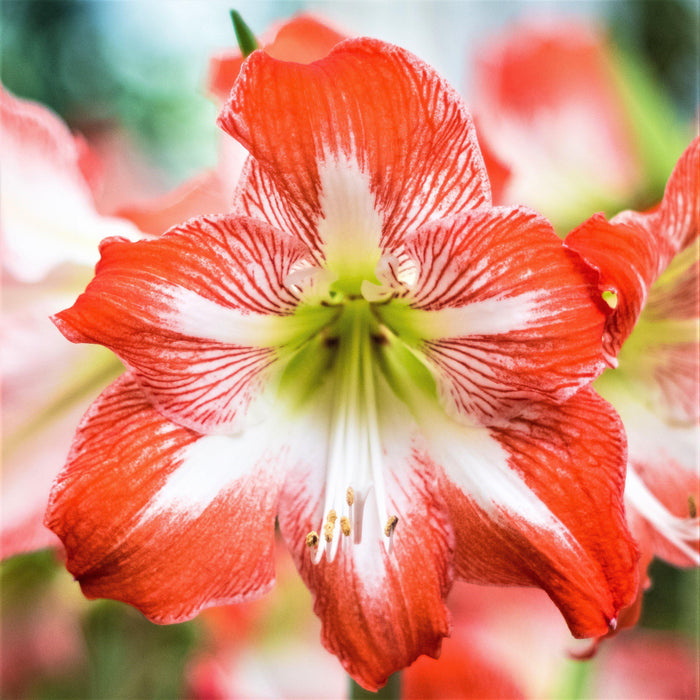 close up of white and red minerva bloom