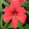 Amaryllis Pink Pizzazz