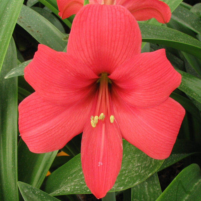 Amaryllis Pink Pizzazz