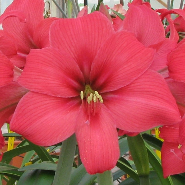 Amaryllis Pink Pizzazz Flowers