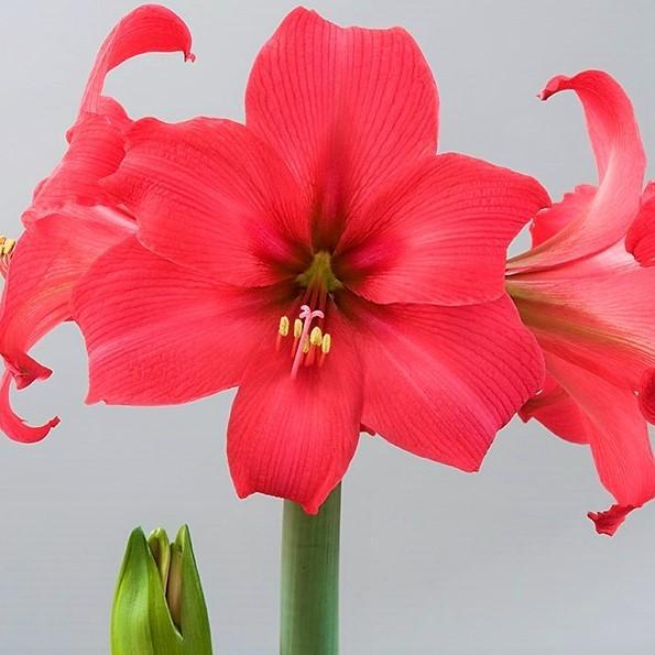 Blooms of Amaryllis Pink Pizzazz