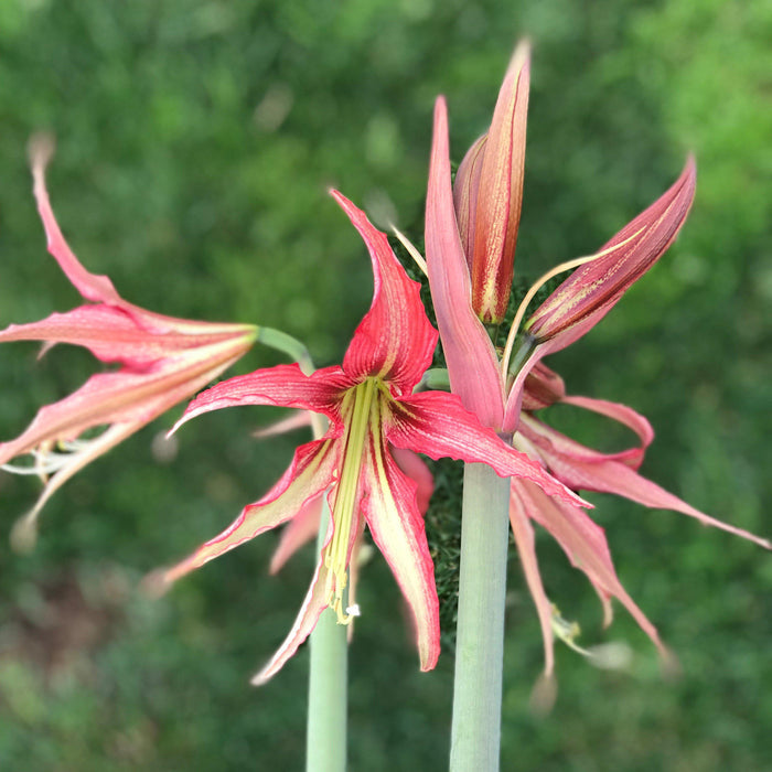 Amaryllis Quito