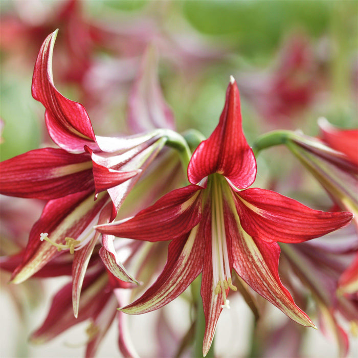 Cybister Amaryllis Quito