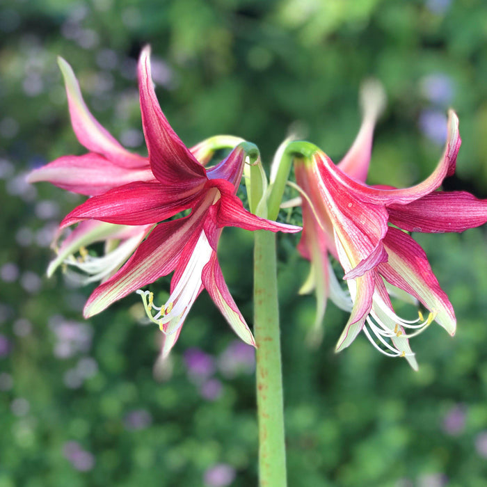 Blooms of Amaryllis Quito