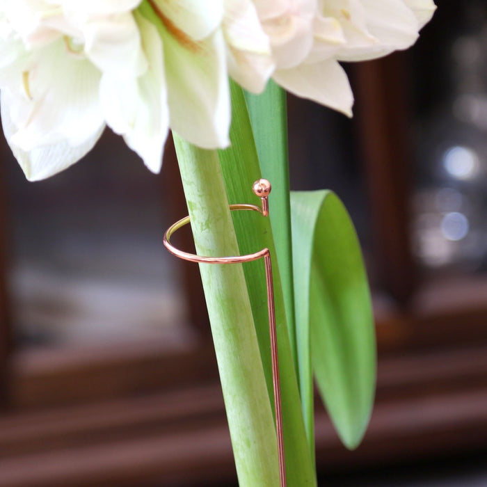 Amaryllis - Support Stakes Trio