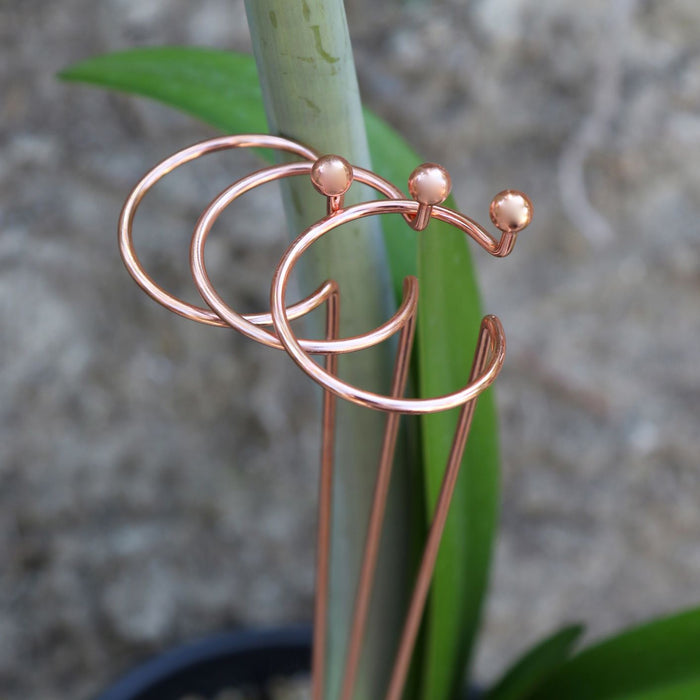 Amaryllis - Support Stakes Trio