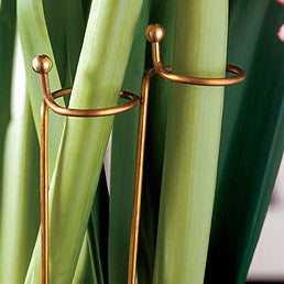 Amaryllis - Support Stakes Trio