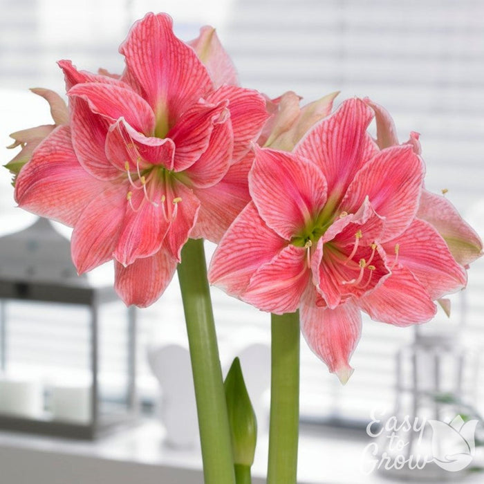 pink double blooms of amaryllis sweet nymph