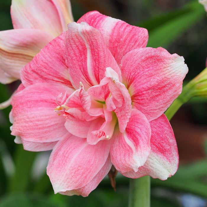 Flowers of Amaryllis Sweet Nymph