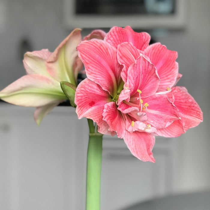 Blooms of Amaryllis Sweet Nymph