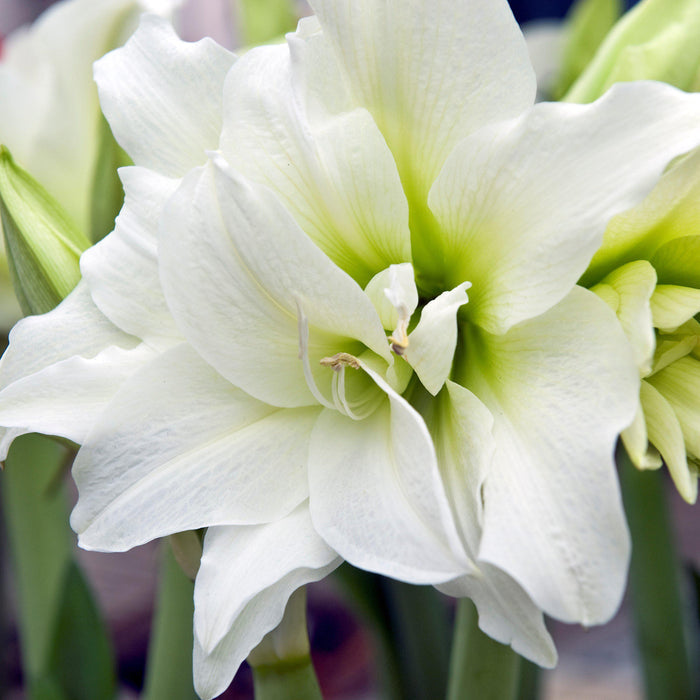 Double-Flowering Amaryllis Bloom