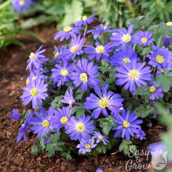 Anemone Blanda Blue flowers blooming in the garden