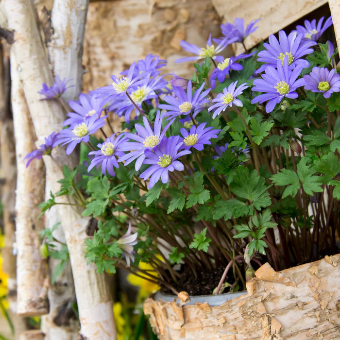 Anemone blanda blue flowers blooming in a birch bark pot