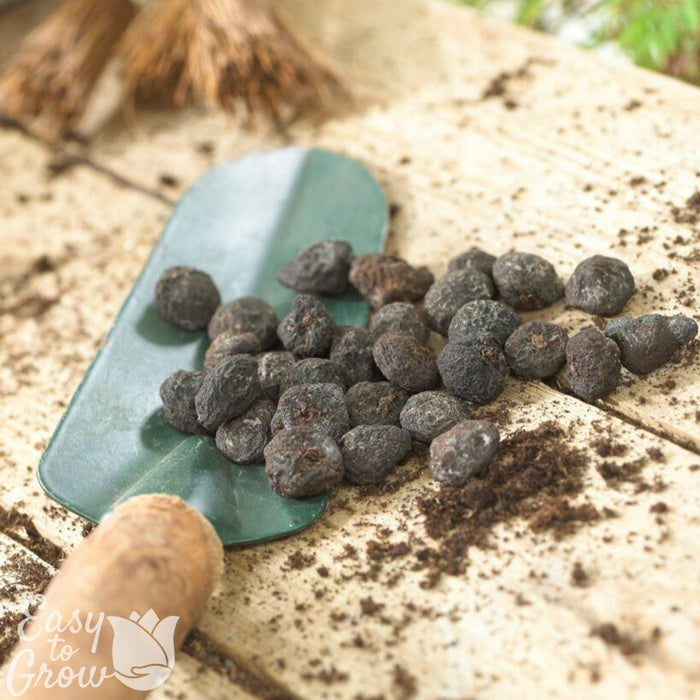 Anemone Blanda tubers for planting