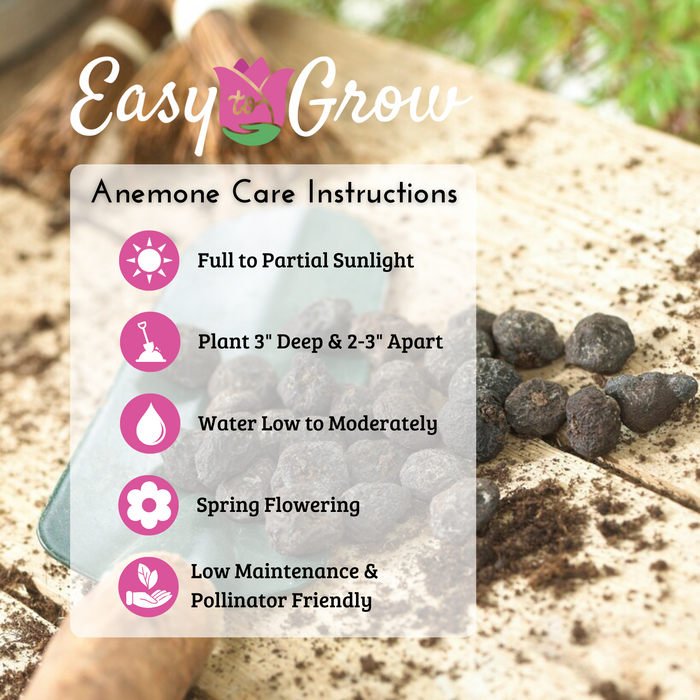 Anemone Blanda Bulbs Growing Guide