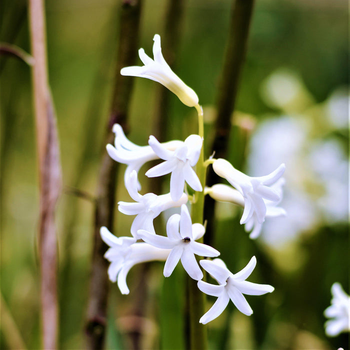 Hyacinth flowers