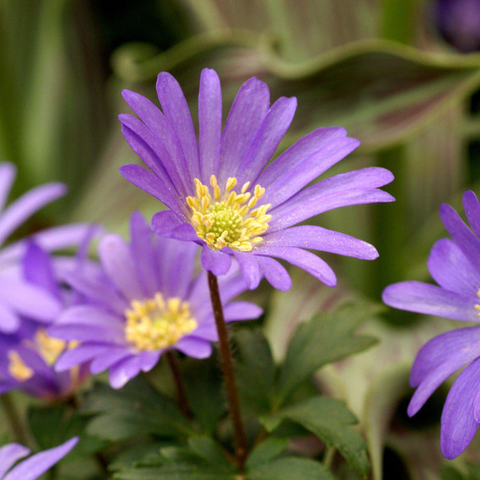 Purple anemone flowers