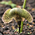 With its extravagantly enlarged spathe flaring and spreading up to 20 cm across, Arisaema Griffithii var Pradhanii is a spectacular variety