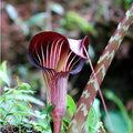 Burgundy Arisaema with contrasting white stripes