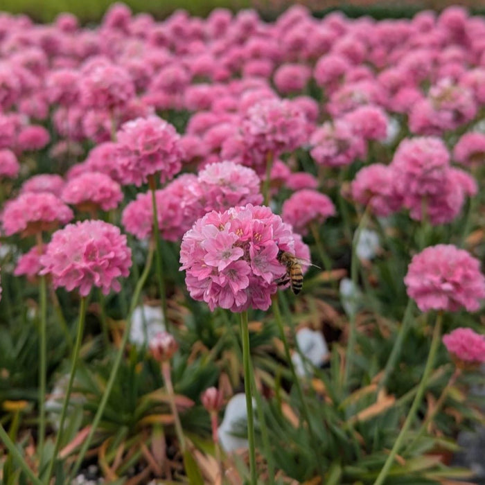 Armeria pink globe flowers attract bees