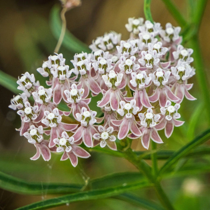 Narrowleaf Milkweed flowers on slender stems