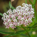 Narrowleaf Milkweed flowers on slender stems
