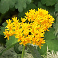 Sunny "Hello Yellow" Blooms