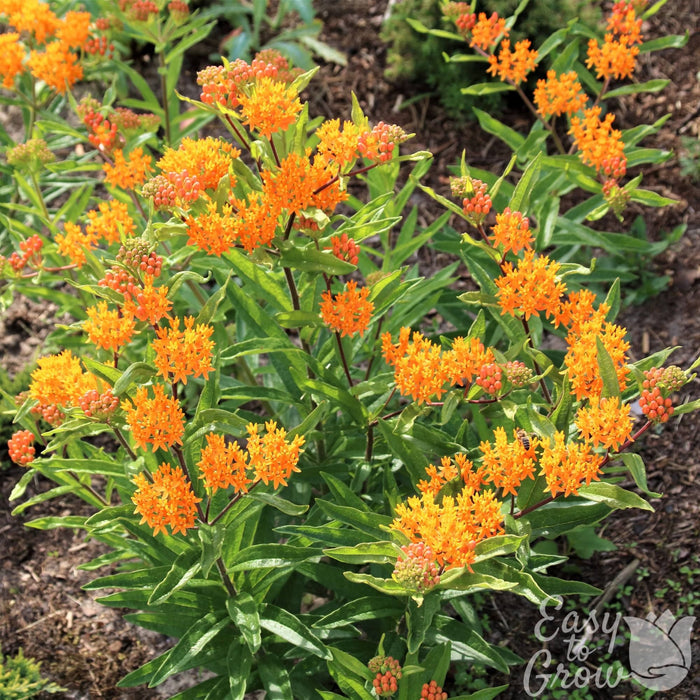 Asclepias tuberosa Orange plant blooming in garden
