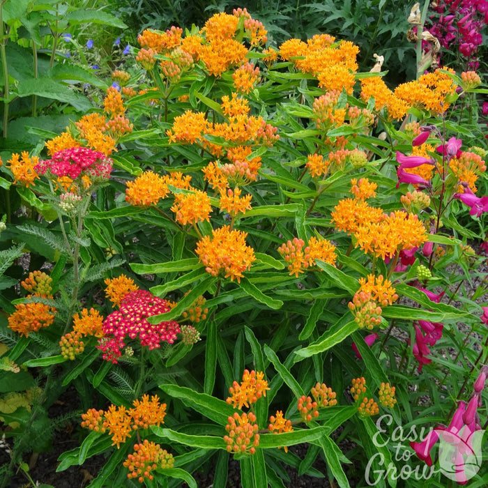 Orange Butterfly Weed blooming in the garden