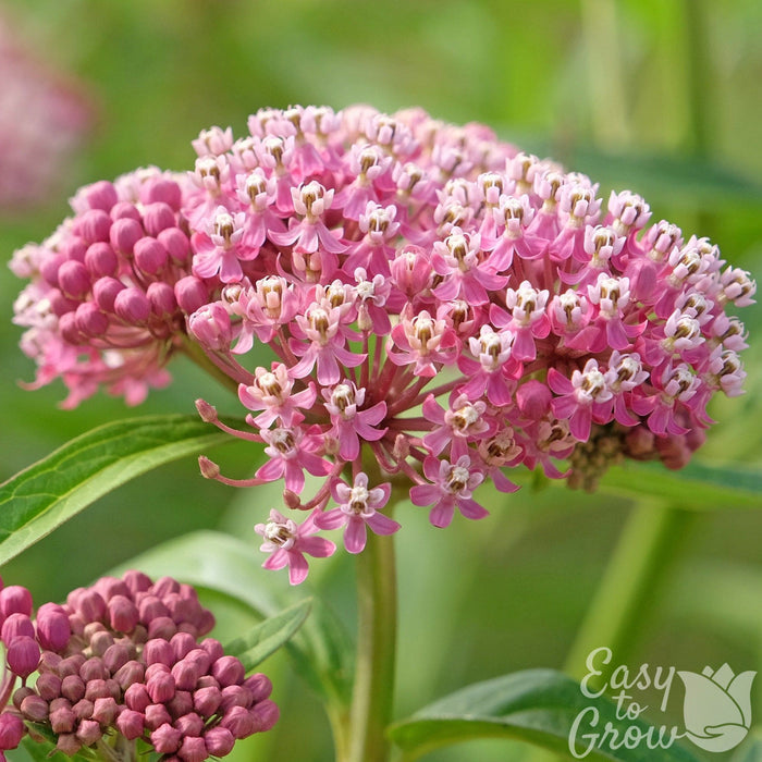 up close of Asclepias incarnata Soulmate pink flower