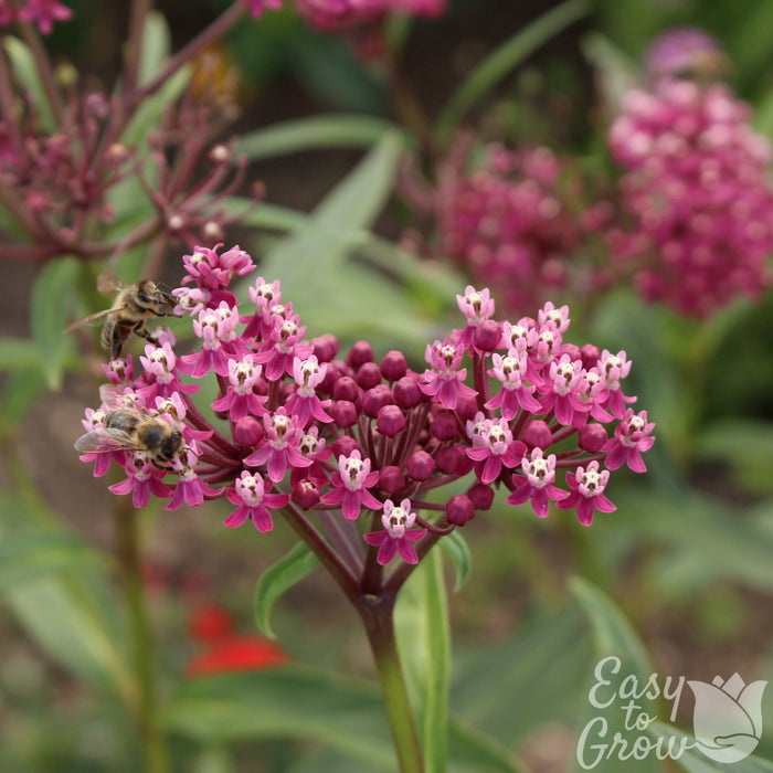 Swamp Milkweed Incarnata Soulmate flowers enjoyed by bees