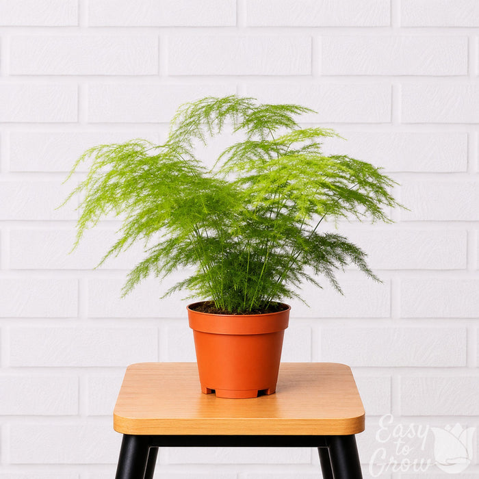 Asparagus Fern houseplant in grower pot on a stool