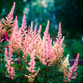 Peachy-Pink Astilbe