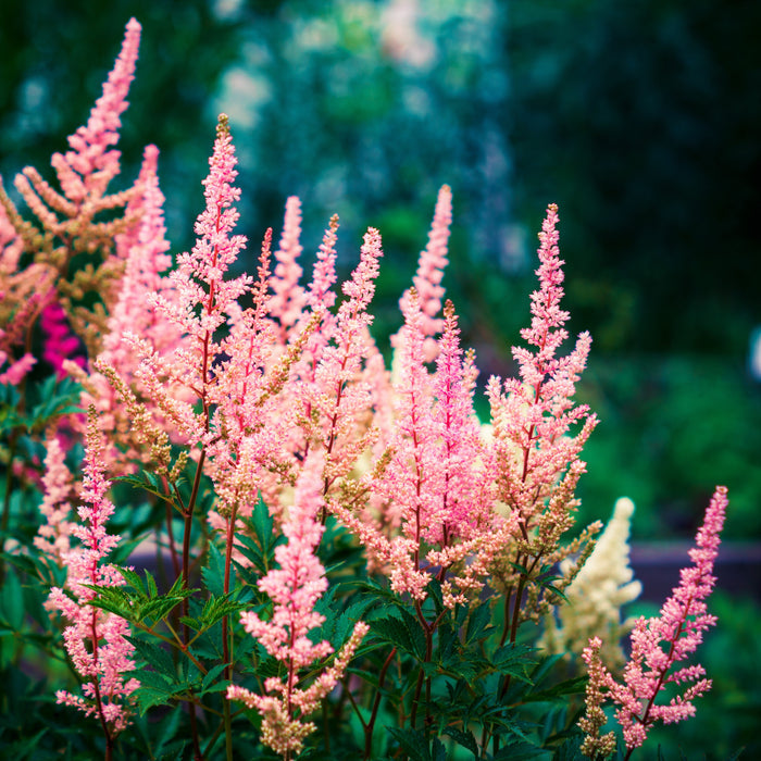 Peachy-Pink Astilbe