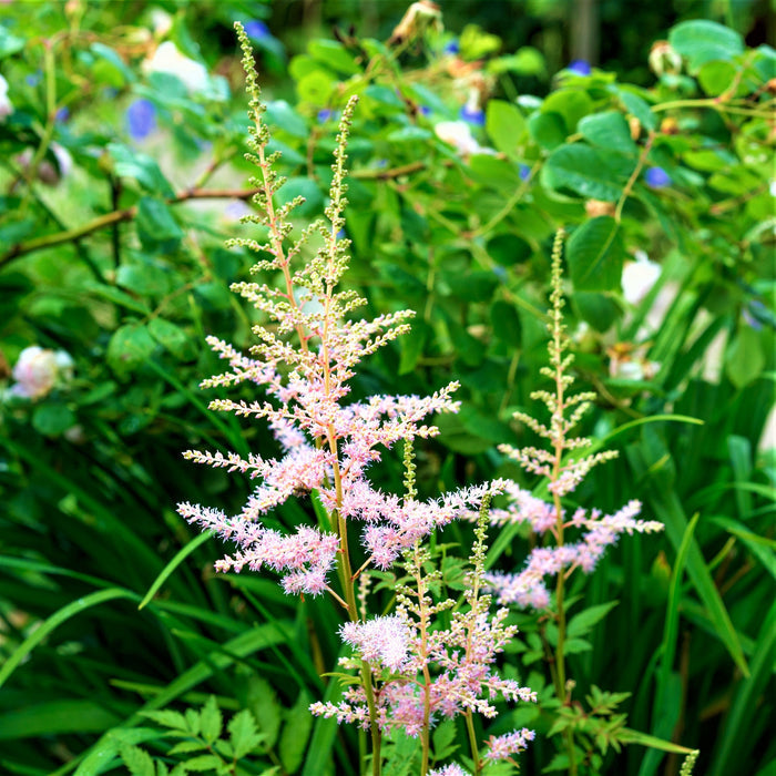 Pretty Pink Astilbe Peach Blossom