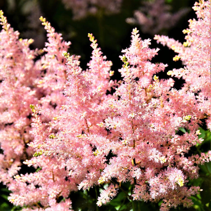 Peach-Hued Astilbe Blooms