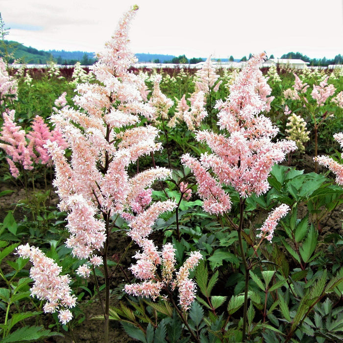 Astilbe Peach Blossom
