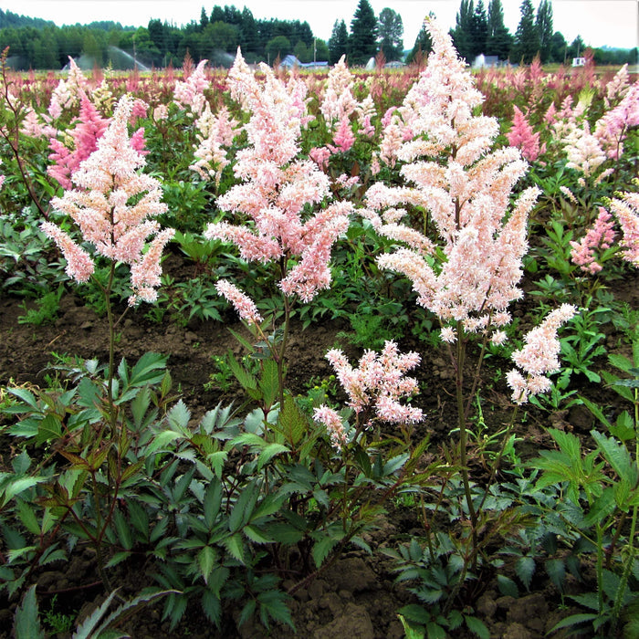 Peach Blossom Astilbe