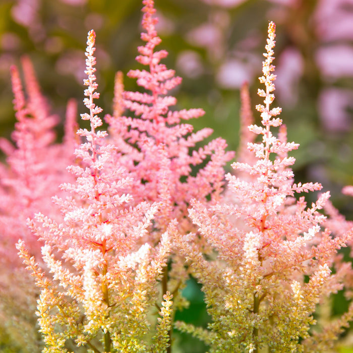 Ombre Colored Astilbe Peach Blossom