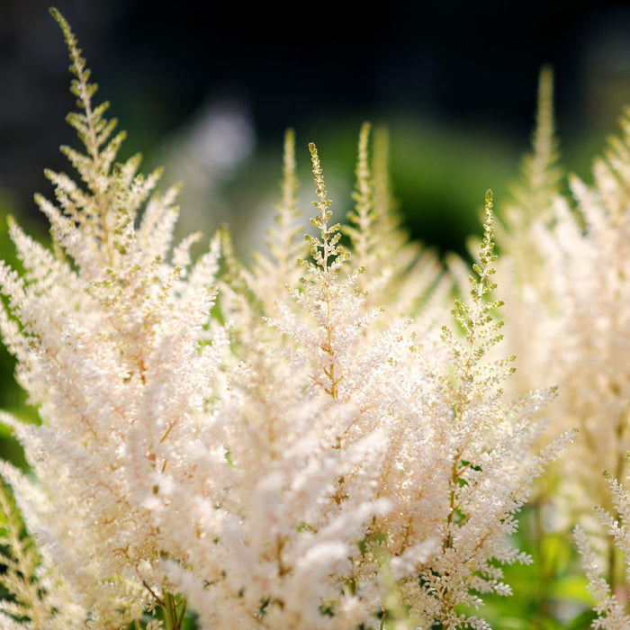 White Astilbe