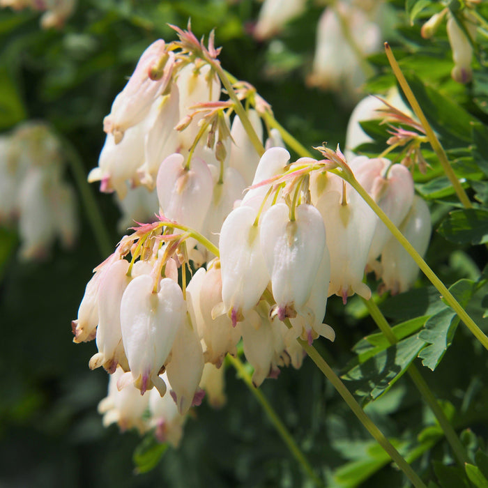 White Dicentra