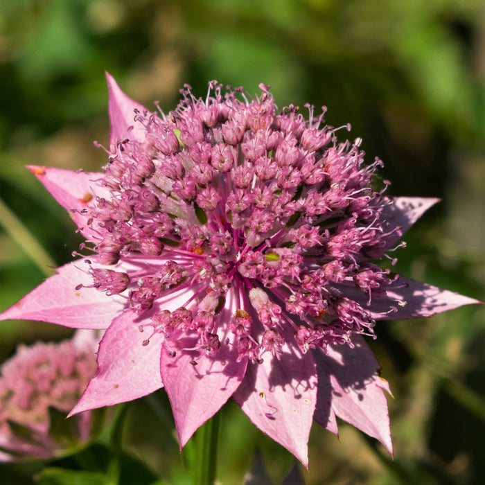 Pink close up astrantia roma