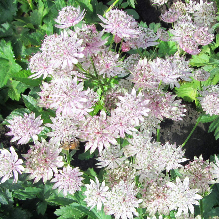 Field of Astrantia Star of Billions