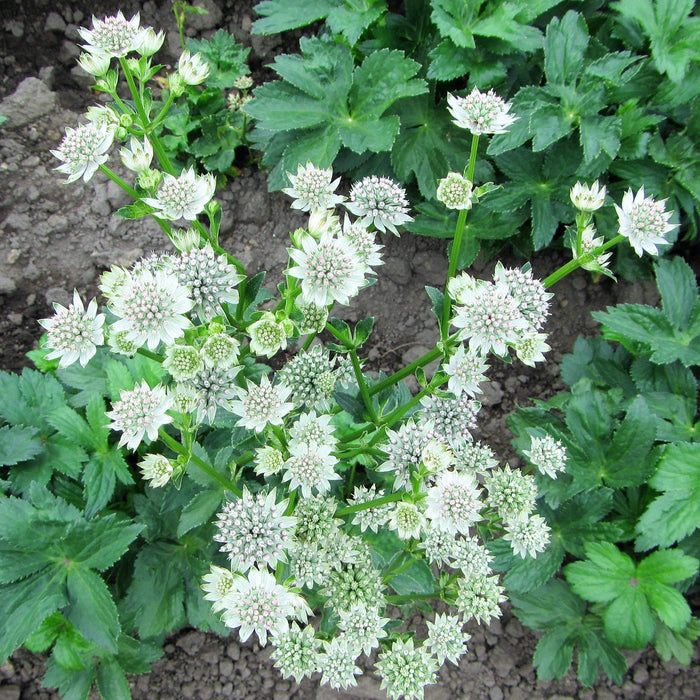 Astrantia Star of Billions flowers