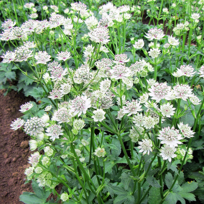 Multiple Astrantia Star of Billions