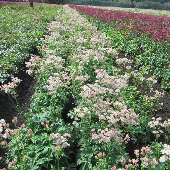 Full field of growing astrantia star of royals