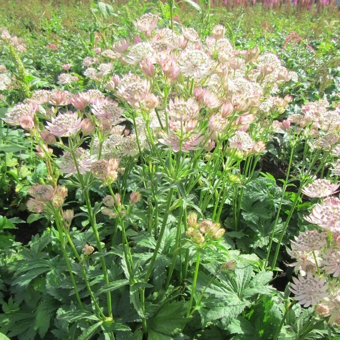 Astrantia Star of Royals Flowers